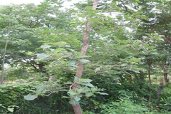 Gardenia turgida